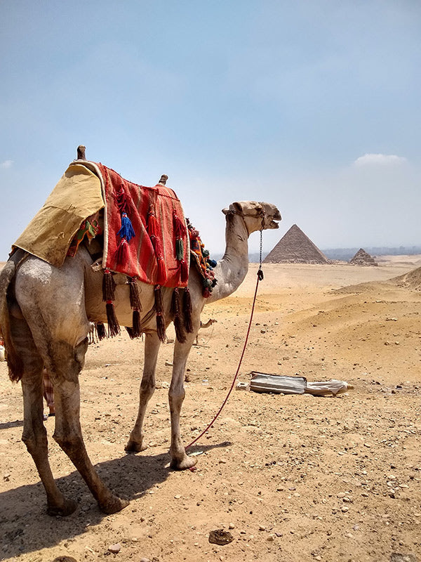 Alex City Travel – Egypt